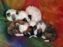 Male Shih Tzu Puppies for Sale $675  Located Near Joice Iowa 50446.  Great Teddy Bear Breeder for Buyers in WI, IL, MN, and IA!